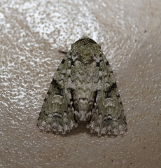 Acronicta psorallina