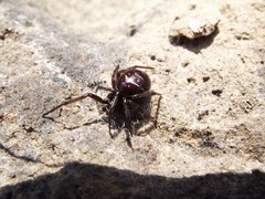 Steatoda autumnalis