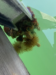 Eudistylia polymorpha