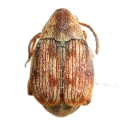 Acanthoscelides tridenticulatus