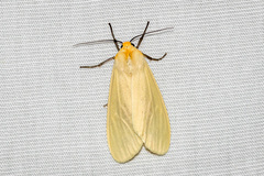 Pareuchaetes pseudoinsulata