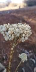 Pseudognaphalium cheiranthifolium