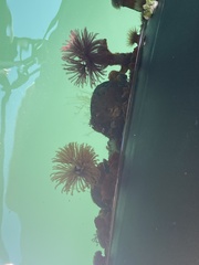 Eudistylia polymorpha