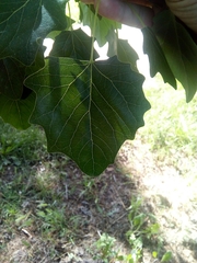 Populus