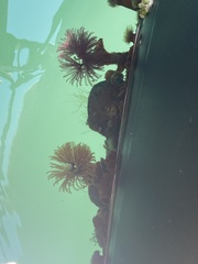 Eudistylia polymorpha