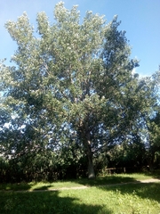 Populus