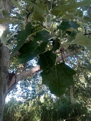Populus