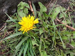 Taraxacum officinale