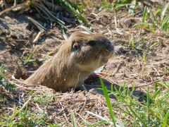 Ctenomys australis