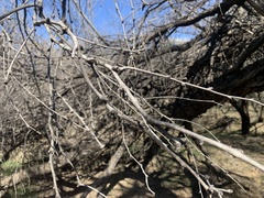 Prosopis pubescens
