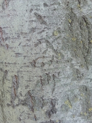 Populus