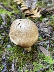 Neohygrocybe