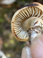 Neohygrocybe