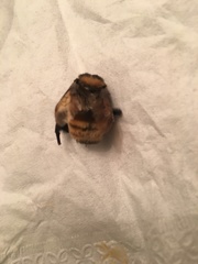 Bombus fervidus