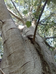 Populus