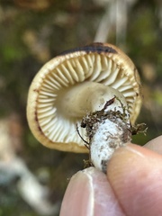 Neohygrocybe