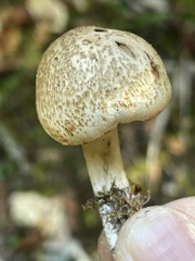 Neohygrocybe