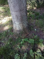 Populus