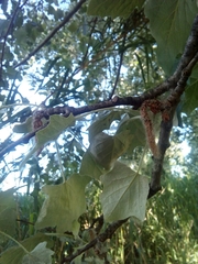Populus