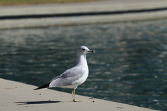Larus delawarensis