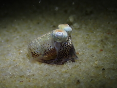 Sepiadarium austrinum