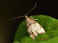 Gymnobathra hamatella