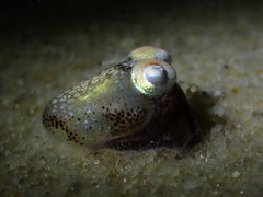 Sepiadarium austrinum