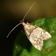 Gymnobathra hamatella