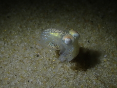 Sepiadarium austrinum