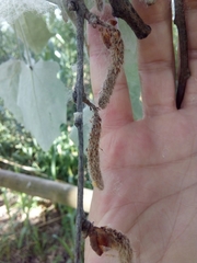Populus