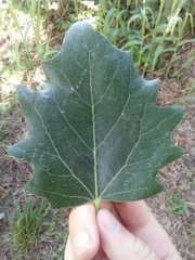 Populus