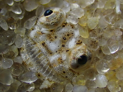 Common Sandfish photo 2