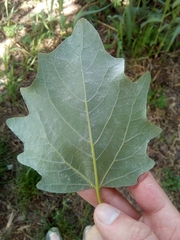 Populus