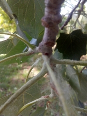 Populus