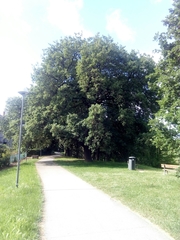 Quercus petraea