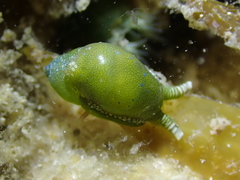 Oxynoe viridis