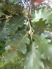 Quercus petraea