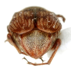 Acanthoscelides tridenticulatus
