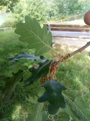 Quercus petraea