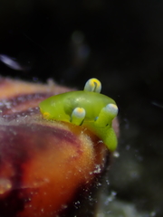 Roburnella wilsoni