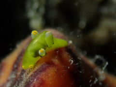 Roburnella wilsoni