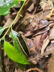 Iridotaenia