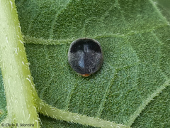 Azya orbigera ecuadorica
