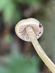 Entoloma cystomarginatum