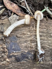 Entoloma cystomarginatum
