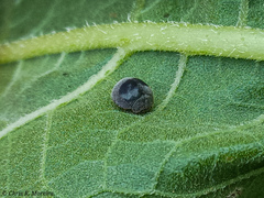 Azya orbigera ecuadorica
