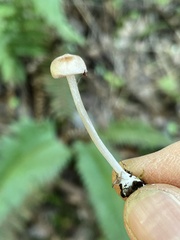 Entoloma cystomarginatum