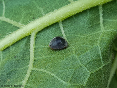 Azya orbigera ecuadorica