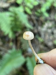 Entoloma cystomarginatum