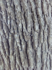 Quercus petraea